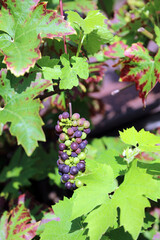 Bunch of black and green grapes, Derbyshire England
