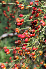 Closeup of Rose Hips in Autumn, Derbyshire England
