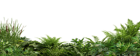 3D render foreground Tropical Plant Green Leaf on transparent background