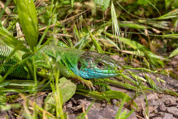 Westliche Smaragdeidechse, Lacerta bilineata, DE, RLP, Valwig, Mosel, 2024/06/07 10:47:08