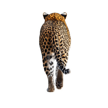 A back view of a leopard walking stealthily on a white solid background