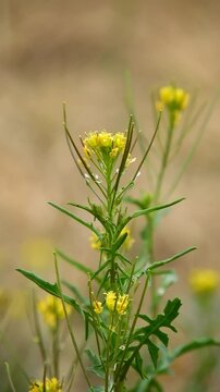London Rocket Or Sisymbrium Irio - 4k Vertical Video
