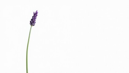 Fototapeta premium Single isolated lavender bloom on a long green stalk, green, nature, herb