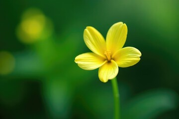 Fototapeta premium Single dewdrop containing an isolated ylang ylang flower, microgreens, foliage, tropical
