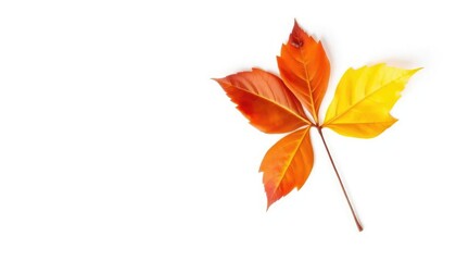 Single autumn leaf, isolated on pure white backdrop, maple, texture