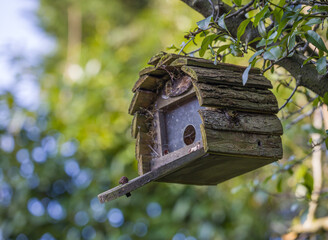 Rustic Wooden Birdhouse on a tree branch