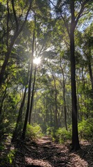 Obraz premium Sunlight Filtering Through Lush Green Trees in a Dense Forest