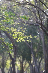 Sunlit Forest Canopy: Capturing the delicate interplay of light and shadow, showcasing the lush foliage and towering trees within a serene forest. A soft glow illuminates the leaves.