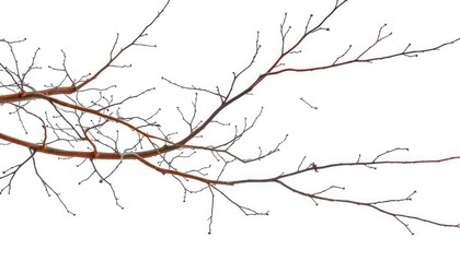 Obraz premium Intricate, bare branches isolated against a pure white backdrop, backdrop, flora