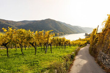 Idyllic vineyards in autumn colors in the Wachau vinery and tourism region in Austria