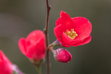 flowering quince