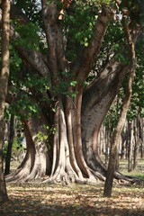 Ancient Tree's Embrace: The majestic form of an ancient tree commands attention in a sun-dappled forest. showcasing the beauty and strength of nature.