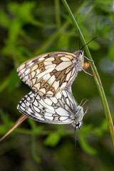 Melanargia galathea, Schachbrett, DE, RLP, Kaderbachtal, Mosel, 2024/06/07