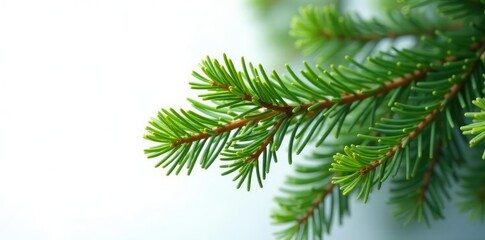 Obraz premium Fresh fir branch with green needles on white background, winter,, foliage