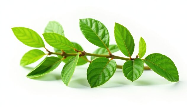 Fresh green branch of Salal Gaultheria Shallon isolated on white background, gaultheria, shallon