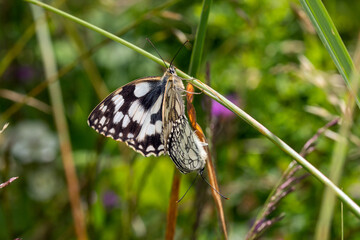 Melanargia galathea, Schachbrett, DE, RLP, Kaderbachtal, Mosel, 2024/06/07
