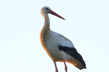 la signora della sera