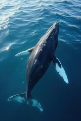 Fototapeta premium Humpback whale's graceful descent, ocean surface ripples , marine biology, aerial view