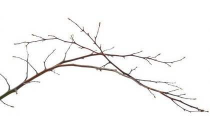 Delicate, bare branches isolated against a pure white backdrop, clean, branches