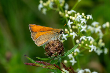 Braunkolbiger Braun-Dickkopffalter,..Thymelicus sylvestris, DE, RLP, Kaderbachtal, Mosel, 2024/06/07