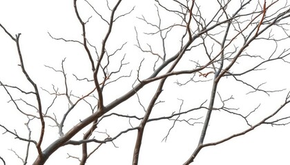 Bare, gnarled branches isolated against a pure white backdrop, minimalism, texture
