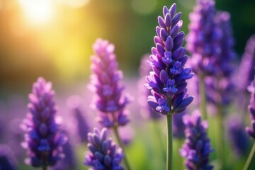 Fototapeta premium Sun-drenched lavender blooms, vibrant purple hues, petals, countryside
