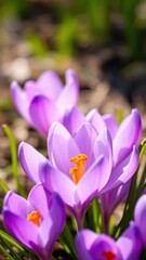 Bright purple crocus petals unfolding in soft sunlight, nature, bloom