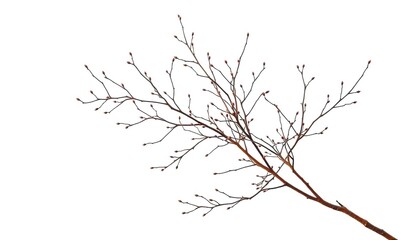 Fototapeta premium Delicate, bare branches isolated against a pure white backdrop, black and white, stark