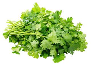 A bunch of fresh cilantro with bright green leaves and thin stems, isolated on transparent background, PNG