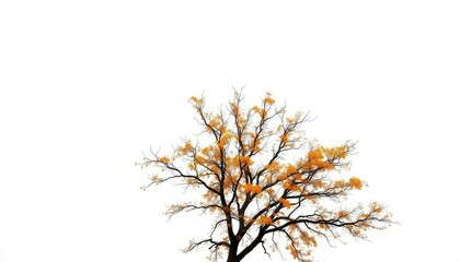 Obraz premium A lone deciduous tree, branches reaching skyward, stark white backdrop, picture, nature