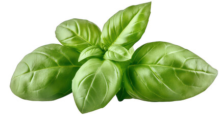 Fototapeta premium Fresh green basil isolated on transparent background