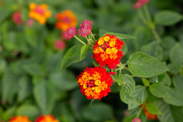 Lantana camara red orange (common lantana) flowers close-up