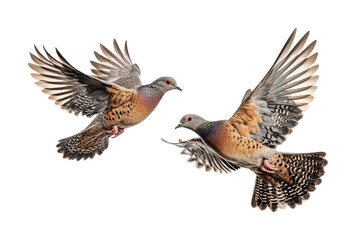 Fototapeta premium Colorful pigeons in mid-flight showcasing grace and beauty above a tranquil landscape during the golden hour, cut out