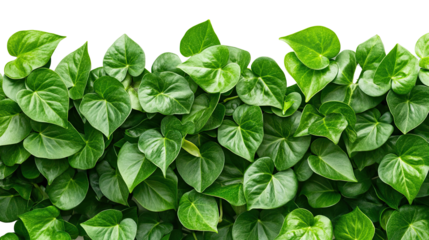 PNG. Lush green tropical leaves forming a dense natural hedge with vibrant foliage and fresh botanical texture