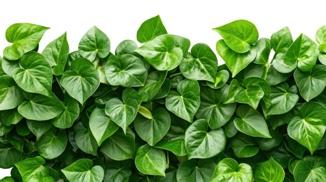 PNG. Lush green tropical leaves forming a dense natural hedge with vibrant foliage and fresh botanical texture - Powered by Adobe