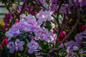 Delicate azaleas blooming in the city botanical garden.