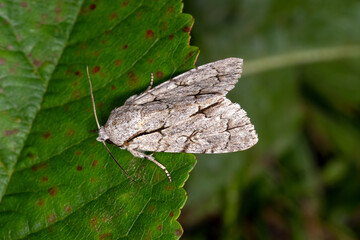 Pfeileule, Dreizack-Pfeileule, Acronicta tridens, Acronicta psi, DE, RLP, Püderich, Mosel, 2024/06/29