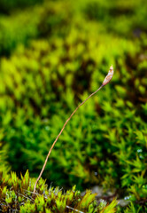A spore box, a reproductive organ of moss on a green background, Ukraine