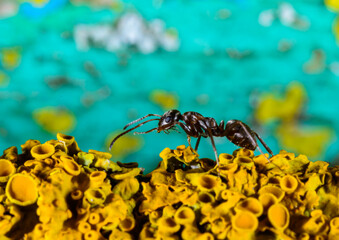 Formica fusca, ant on coastal lichen in the garden in autumn, Ukraine