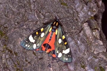 Schönbär, Callimorpha dominula, DE, RLP, Püderich, Mosel, 2024/06/29
