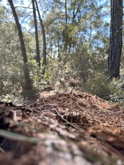 Close-up of forest floor with blurred trees in the background