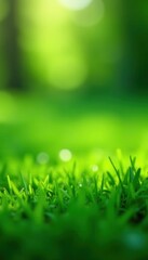 Fototapeta premium Soft, velvety green grass, shallow depth of field, green, lawn, velvety