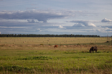 Obraz premium Horses Grazing Peacefully in a Vast Rural Meadow with Hay Bales Under a Cloudy Sky