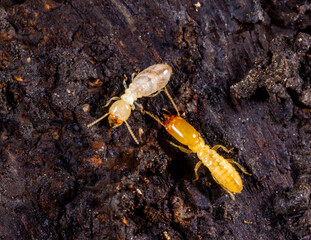 Subterranean termites Reticulitermes lucifugus, termites living under rotten wood old tree stump