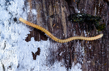 Spotted snake millipede Blaniulus guttulatus, centipede feeds on fungal hyphae on rotten wood of an...
