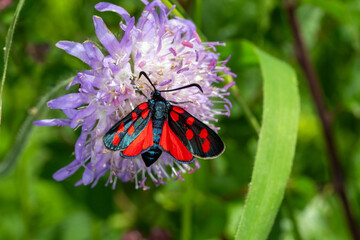 Zygaena transalpina, Hufeisenklee-Widderchen, DE, NRW, Nettersheim, 2024/07/15