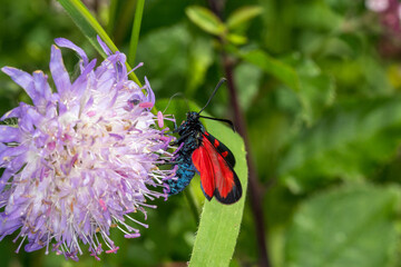 Zygaena transalpina, Hufeisenklee-Widderchen,DE, NRW, Nettersheim, 2024/07/15