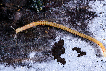 Spotted snake millipede Blaniulus guttulatus, centipede feeds on fungal hyphae on rotten wood of an...