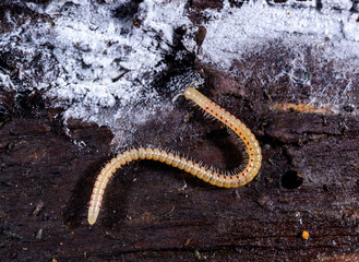 Spotted snake millipede Blaniulus guttulatus, centipede feeds on fungal hyphae on rotten wood of an...