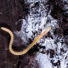 Spotted snake millipede Blaniulus guttulatus, centipede feeds on fungal hyphae on rotten wood of an...